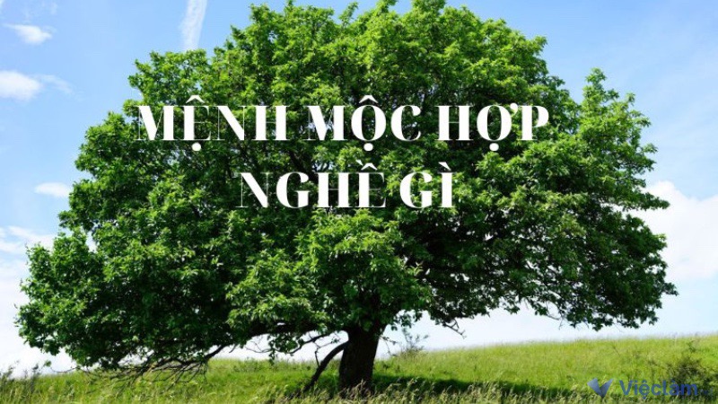 Vì sao cần chọn nghề hợp mệnh Mộc?